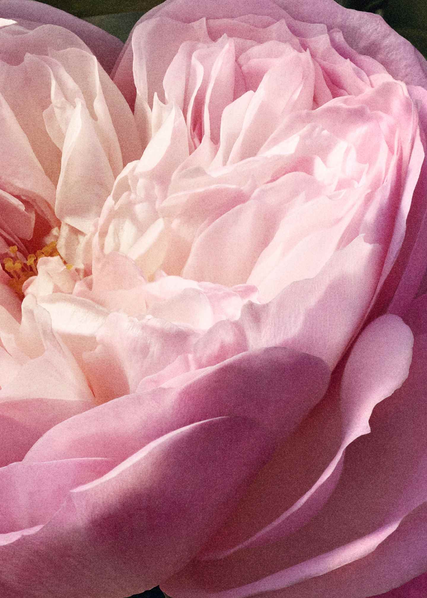Parfum «Rose Naturelle Refill»