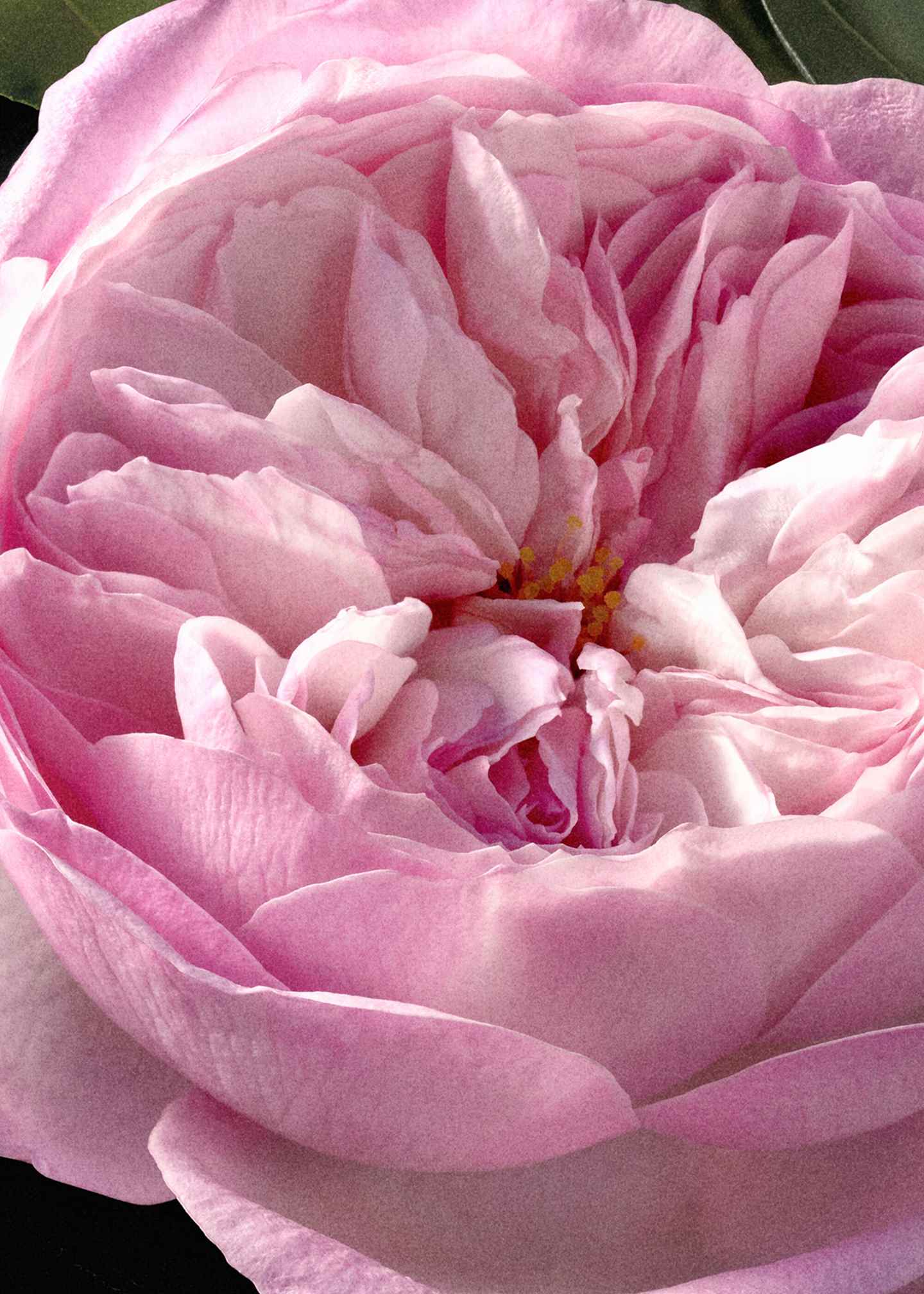 Parfum «Rose Naturelle Intense»
